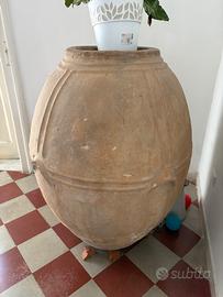 Orcio cilenano