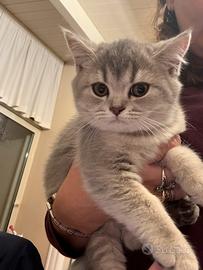 Gattini Scottish straight