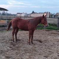 Quarter Horse pronto doma