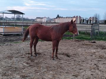 Quarter Horse pronto doma