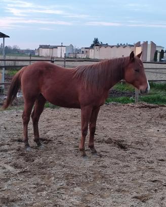 Quarter Horse pronto doma