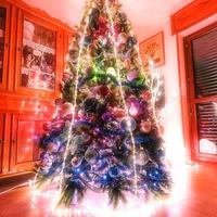 🟥⭐🎄PINO SIBERIANO⭐210X160⭐SPEDIZIONE INCLUSA⭐🟥