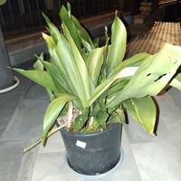PIANTA DI PIOMBO Aspidistra Elatior
