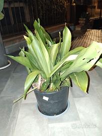 PIANTA DI PIOMBO Aspidistra Elatior