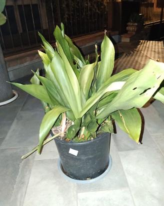 PIANTA DI PIOMBO Aspidistra Elatior