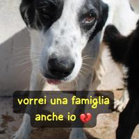 GIANNA 3 ANNI taglia media