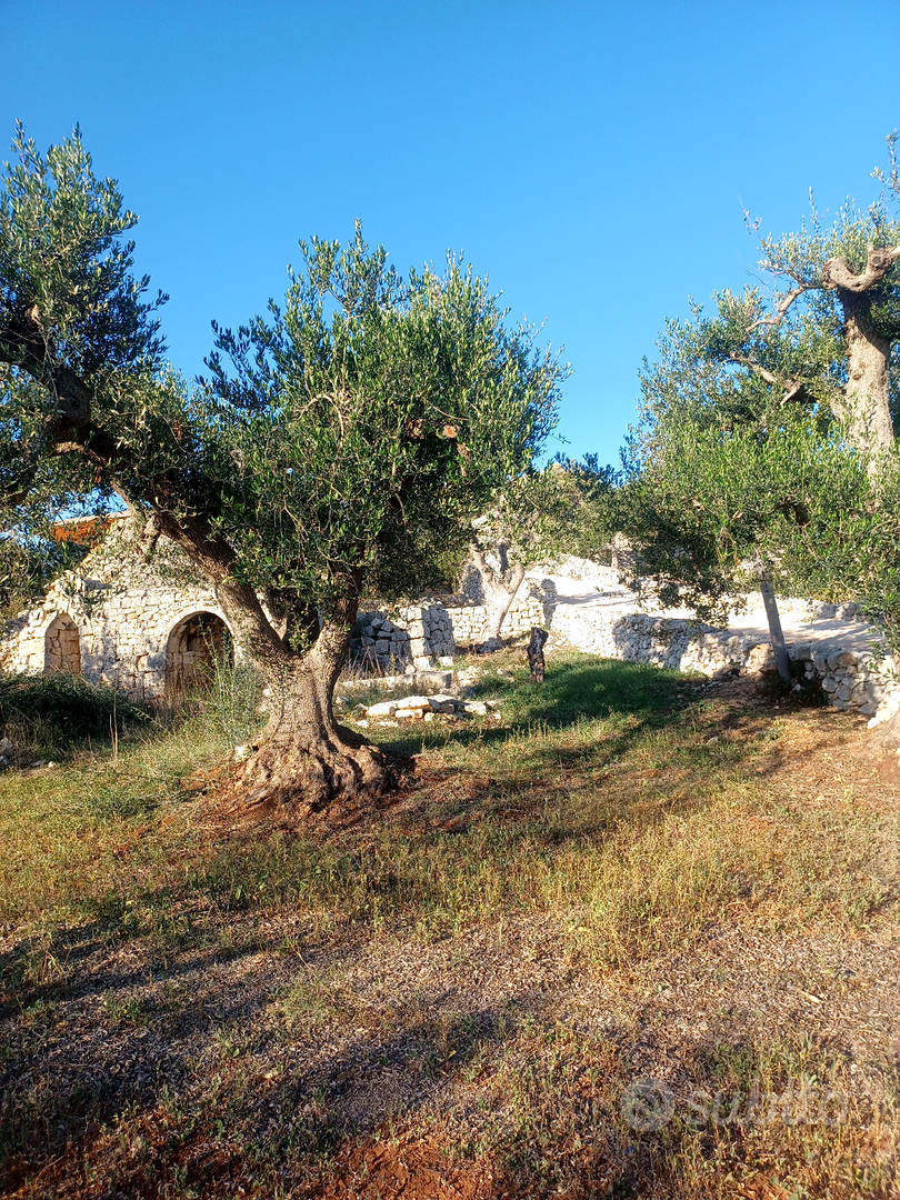 Terreno agricolo torretta ostunese uliveto - Vista 2
