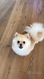 Volpino di Pomerania disponibile per accoppiamento