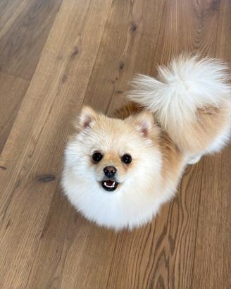 Volpino di Pomerania disponibile per accoppiamento