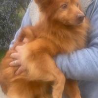 Charlie volpino tripode da amare