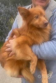 Charlie volpino tripode da amare