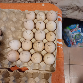 Tacchini rosso di borbone