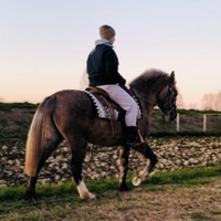 Cavallo