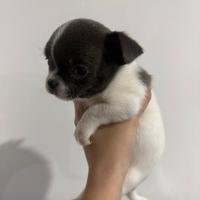 Chihuahua mini