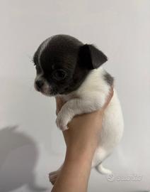 Chihuahua mini