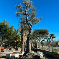 Pianta olivo leccino età 220 anni altezza 8/9 M