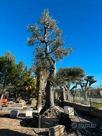 Pianta olivo leccino età 220 anni altezza 8/9 M