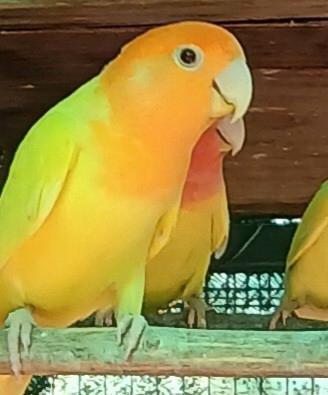 Inseparabili