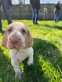 Cuccioli di Bracco Italiano in arrivo