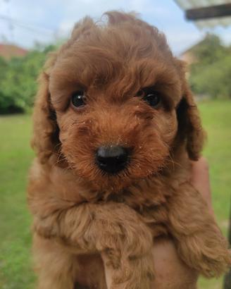 Cuccioli di barboncino Red 