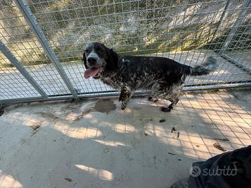 Setter inglese femmina