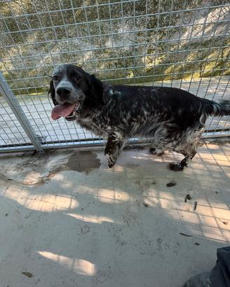 Setter inglese femmina
