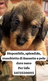 Bassotto nano a pelo duro