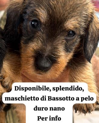 Bassotto nano a pelo duro