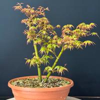 Acero palmato yamamomiji bonsai