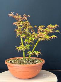 Acero palmato yamamomiji bonsai