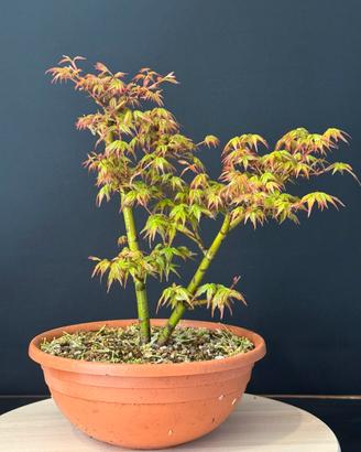 Acero palmato yamamomiji bonsai
