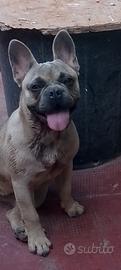 bulldog francese 