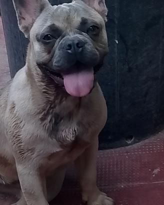 bulldog francese 