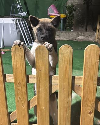 Cucciola akita americano