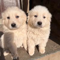 Cuccioli di Montagna dei pirenei