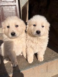 Cuccioli di Montagna dei pirenei