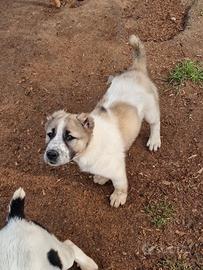 Cuccioli di Pastore dell'Asia Centrale
