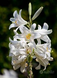 Bulbi di giglio di Sant'Antonio Lilium candidum