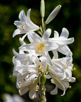 Bulbi di giglio di Sant'Antonio Lilium candidum