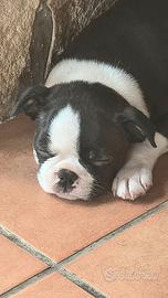 Boston terrier