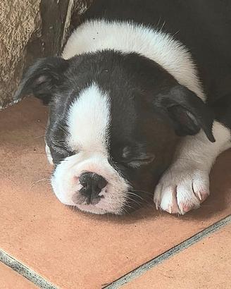 Boston terrier