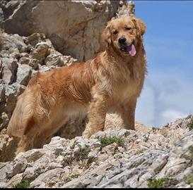 Cuccioli di GOLDEN RETRIEVER linea ANGLO-AMERICANA