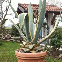 Agavi variegata e blu