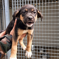 Cucciolo meticcio in adozione