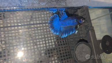 Pesce betta combattente