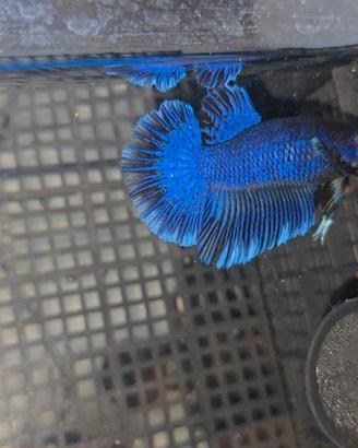 Pesce betta combattente