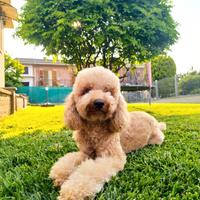 Cane per accoppiamento maschio