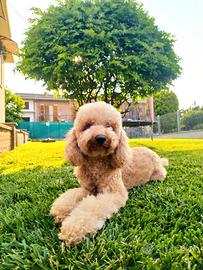 Cane per accoppiamento maschio