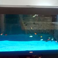 Acquario Rio 300 juwel