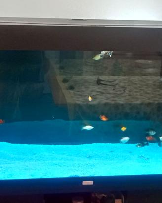 Acquario Rio 300 juwel